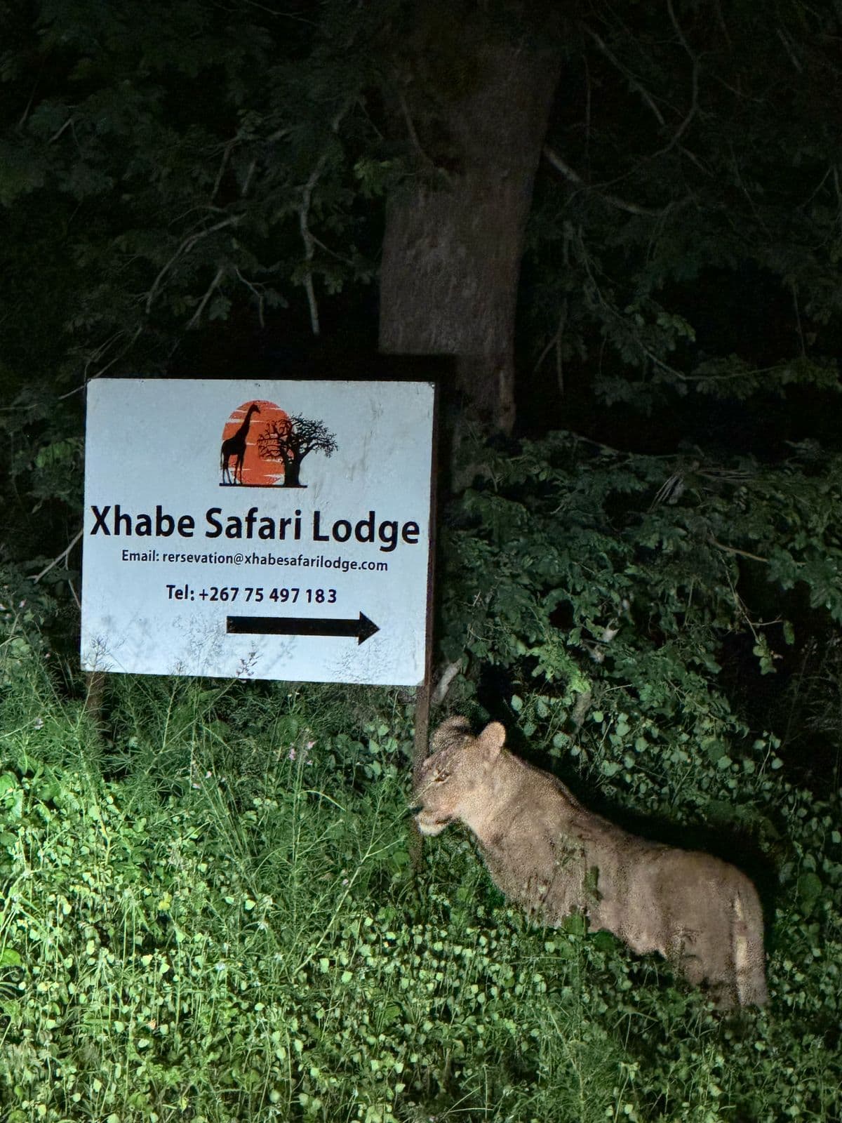 A lioness standing beside the Xhabe Safari Lodge entrance sign at night, caught in a spotlight